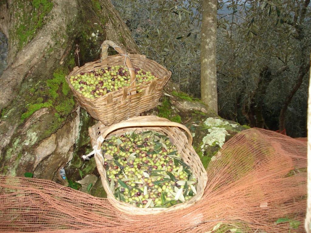 Вілла Agriturismo A Veggia Vigna Гарленда Екстер'єр фото