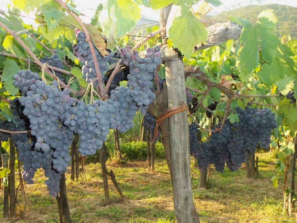 Вілла Agriturismo A Veggia Vigna Гарленда Екстер'єр фото